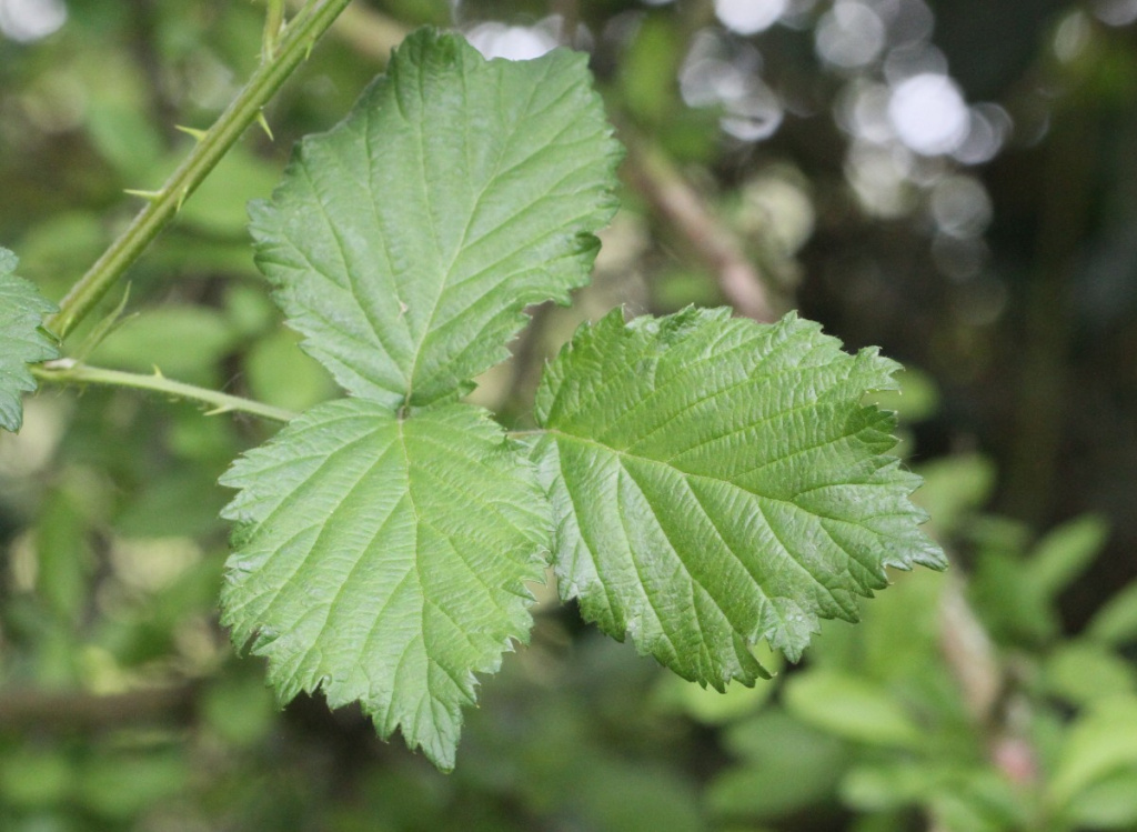 Bramble agg. | NatureSpot