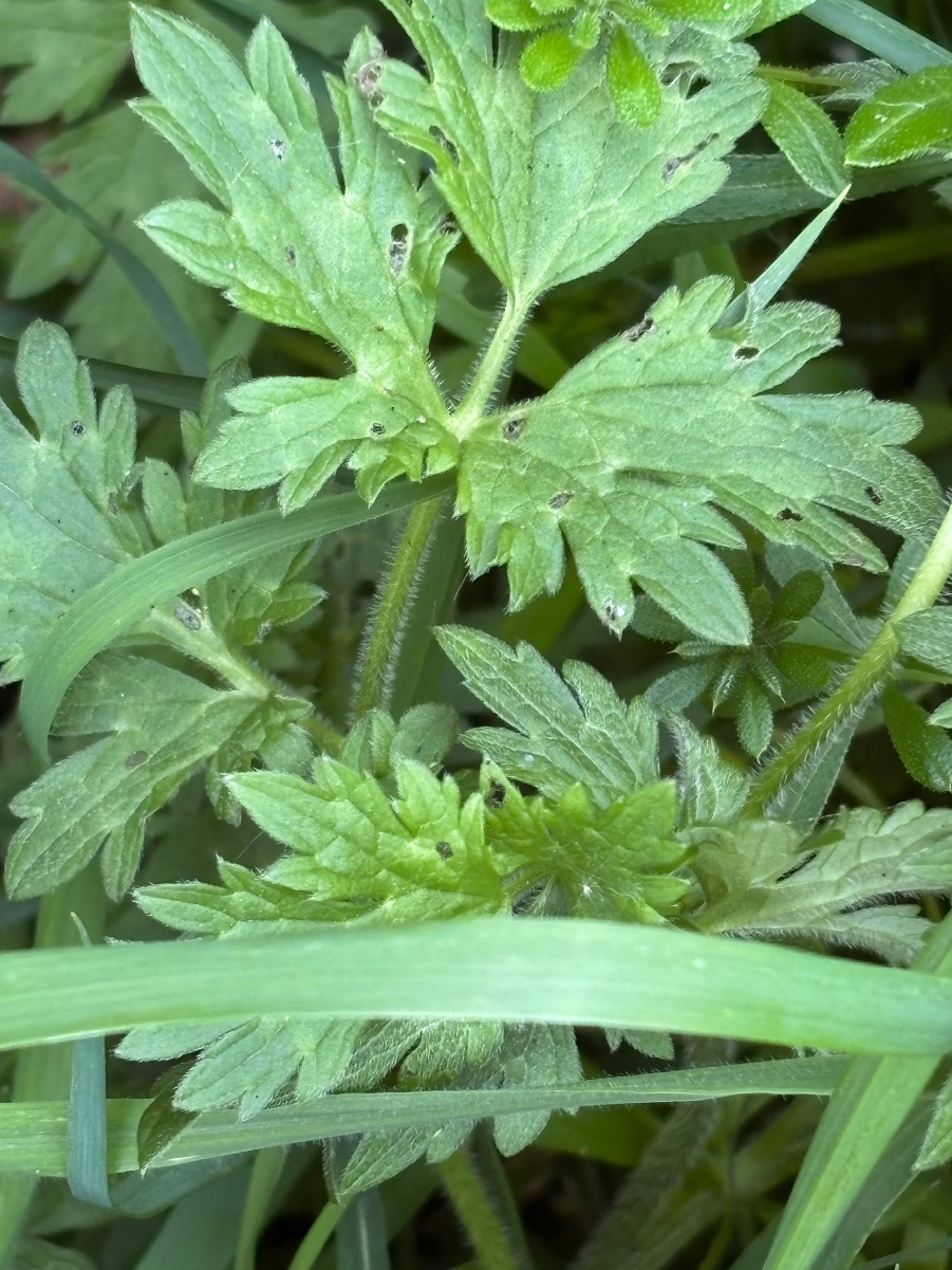 Creeping Buttercup | NatureSpot
