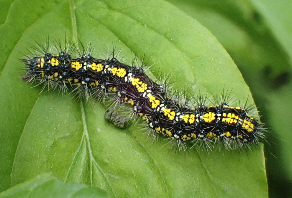 Ashby de la Zouch | NatureSpot
