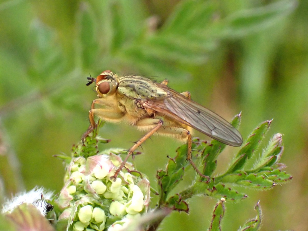 Yellow Dung Fly | NatureSpot