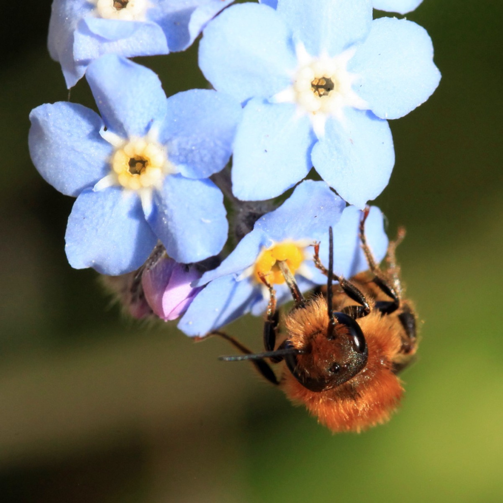 Orange-vented Mason Bee | NatureSpot