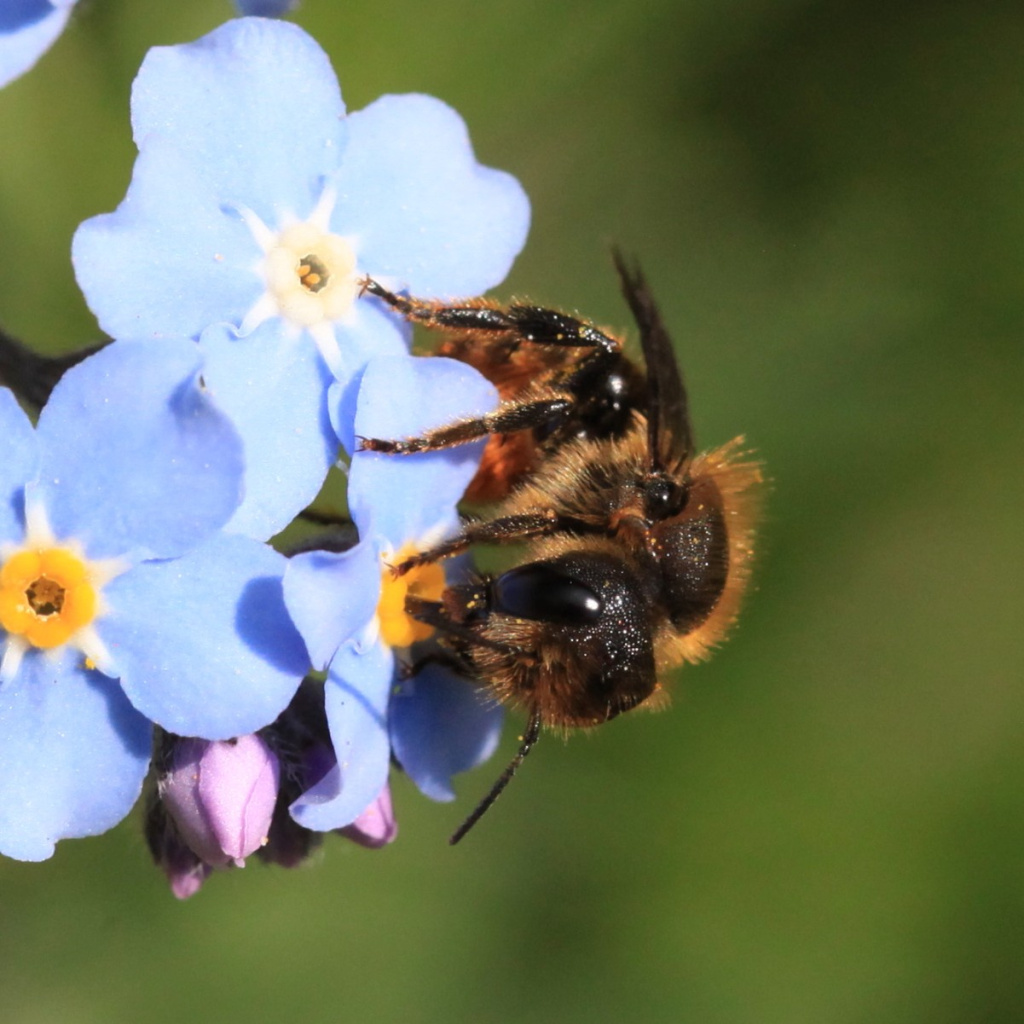 Orange-vented Mason Bee | NatureSpot