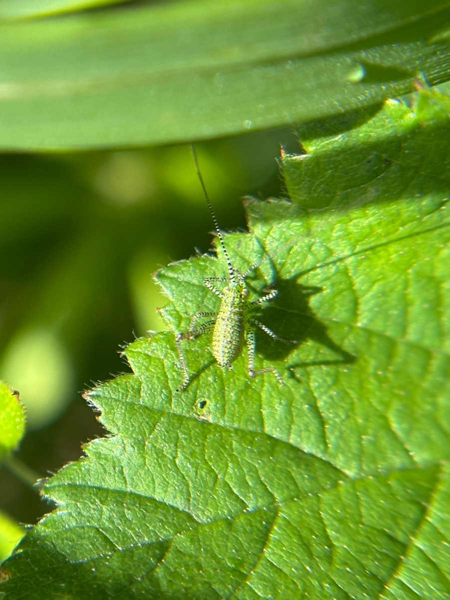 Speckled Bush-cricket | NatureSpot