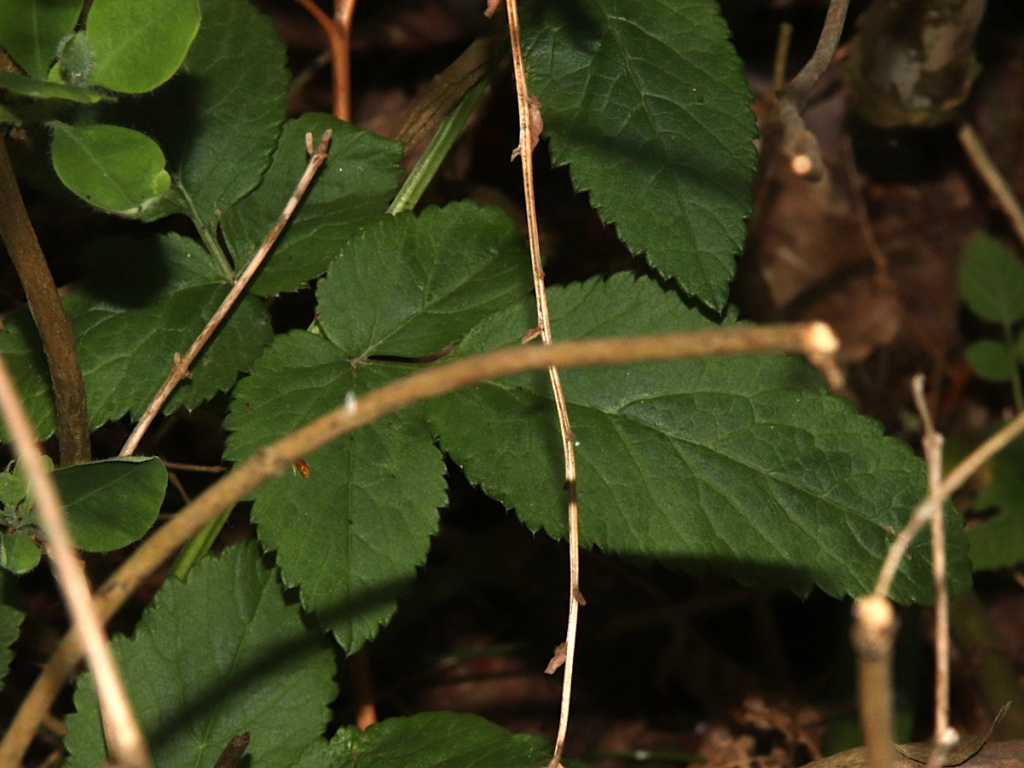 Wild Angelica | NatureSpot