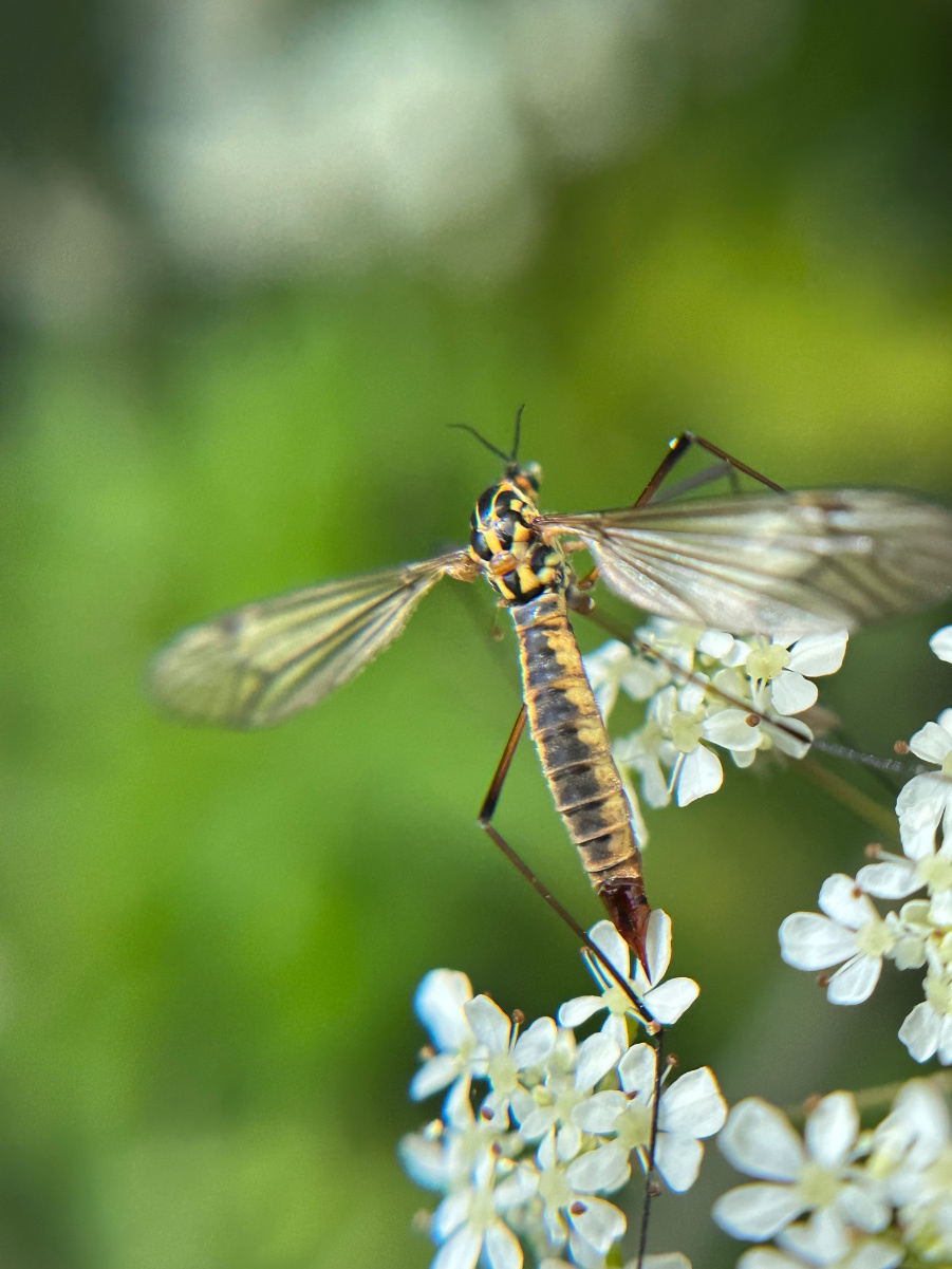 Spotted Cranefly | NatureSpot