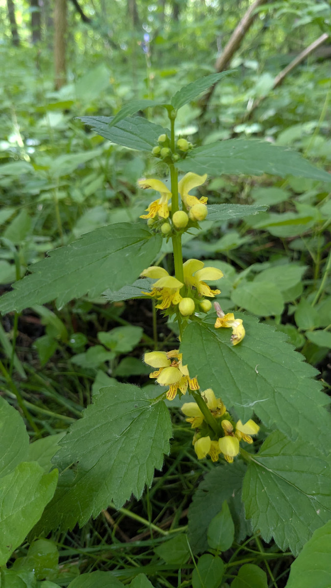 Yellow Archangel | NatureSpot