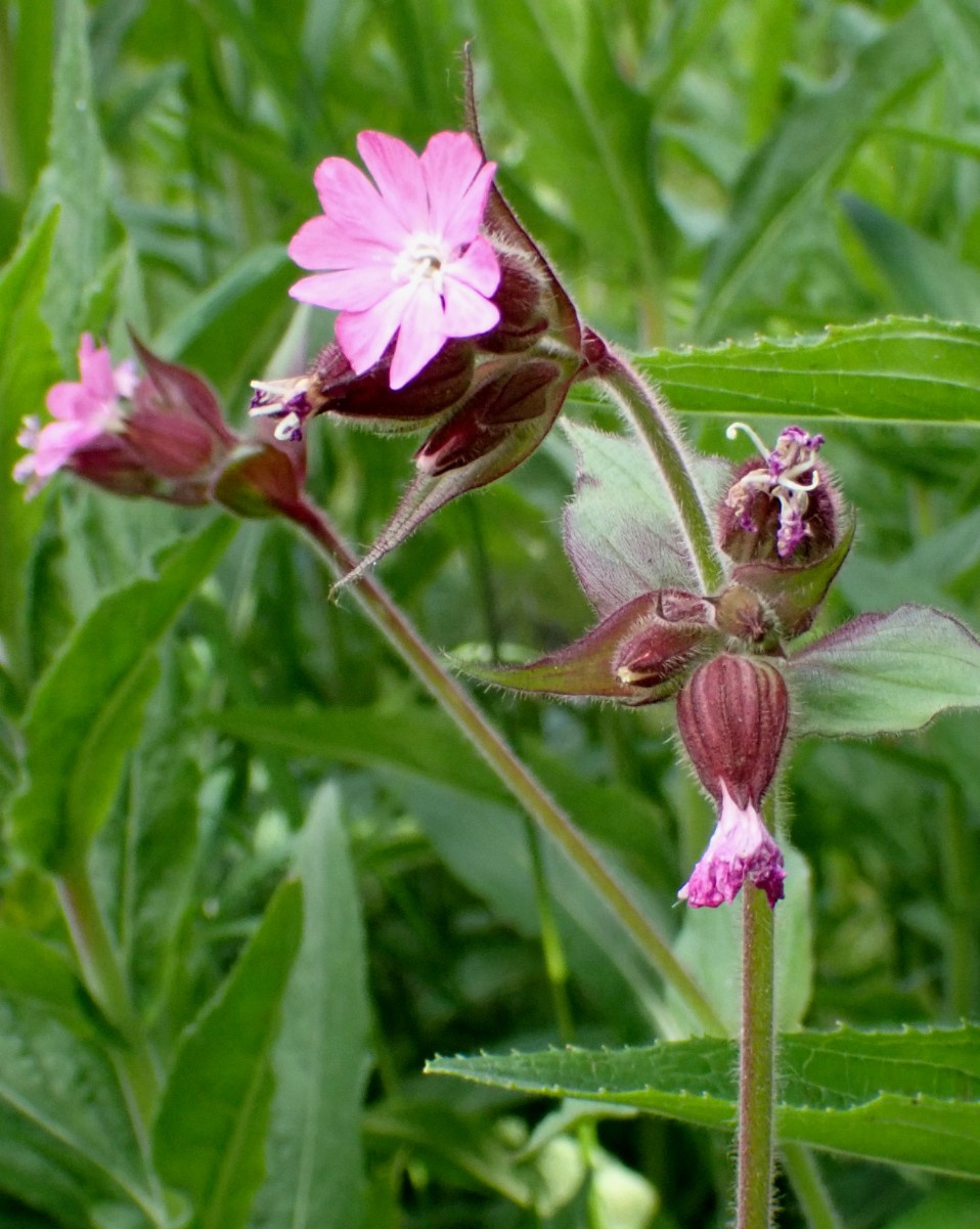 Red Campion | NatureSpot