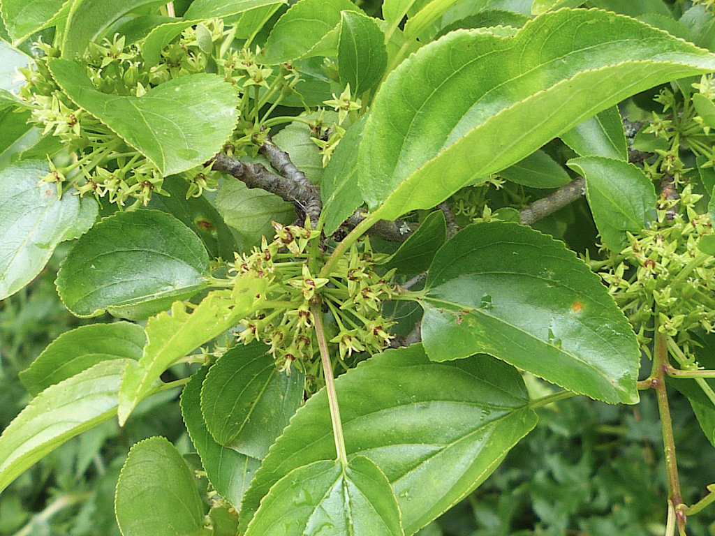 Buckthorn | NatureSpot