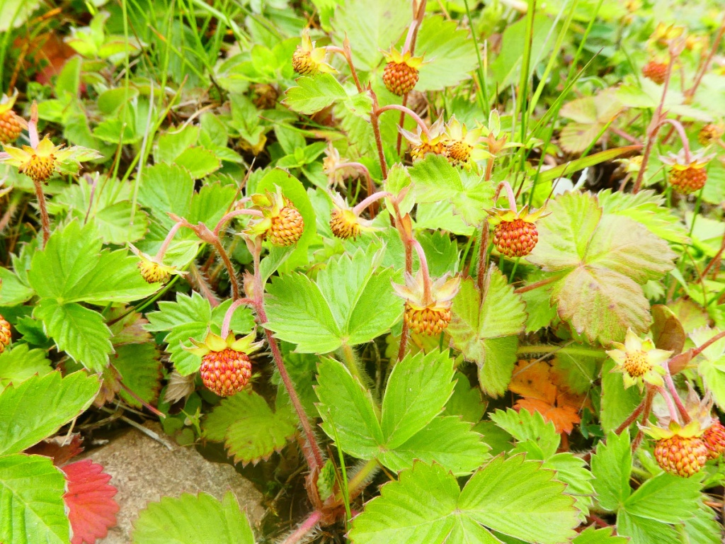 Wild Strawberry | NatureSpot