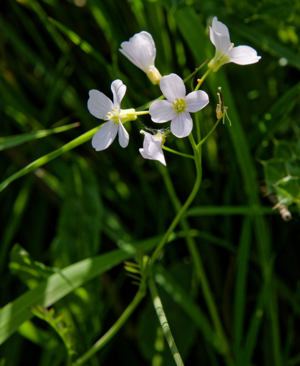 Cuckooflower | NatureSpot