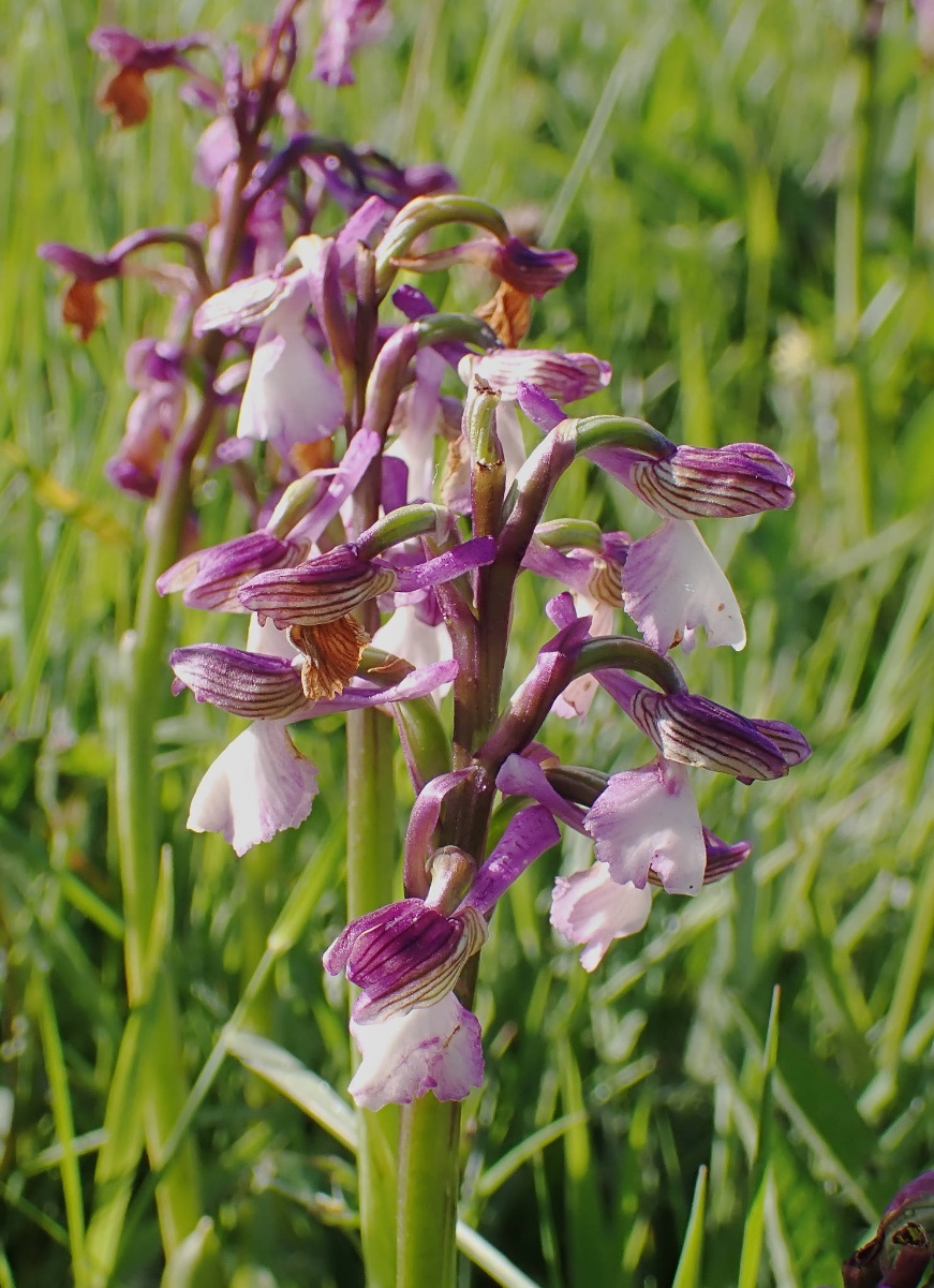 Green-winged Orchid | NatureSpot