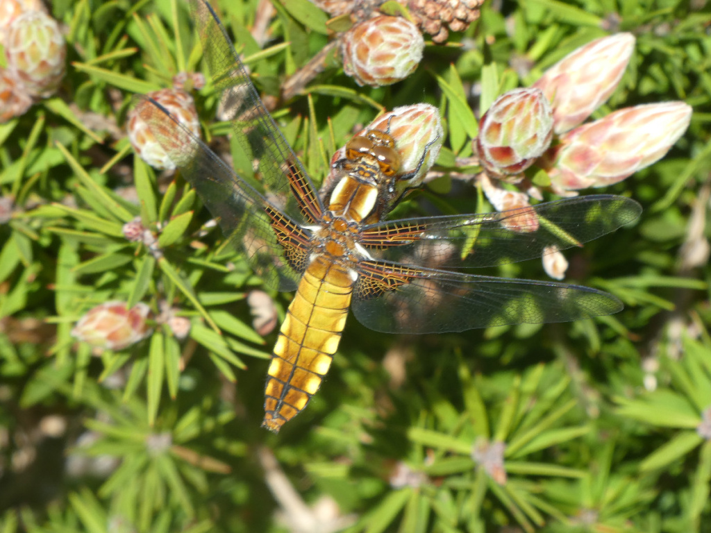 Ashby de la Zouch | NatureSpot