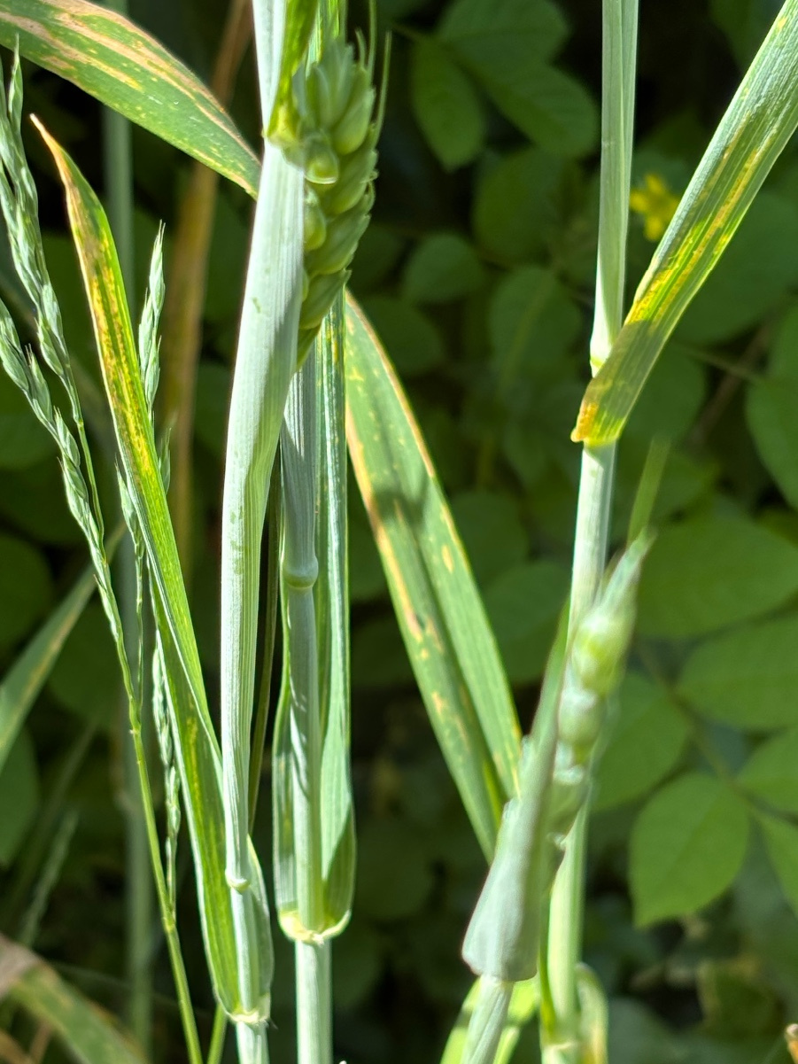 Bread Wheat | NatureSpot