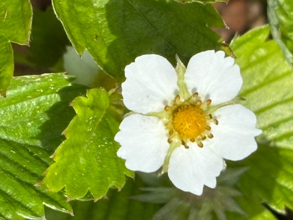 Wild Strawberry | NatureSpot