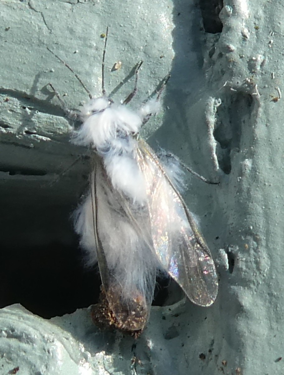 Woolly Apple Aphid | NatureSpot