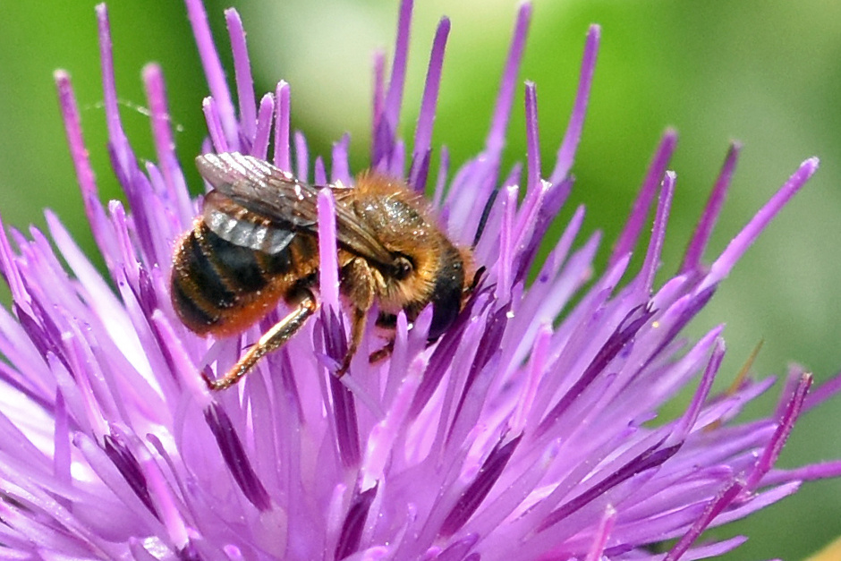 Orange-vented Mason Bee | NatureSpot