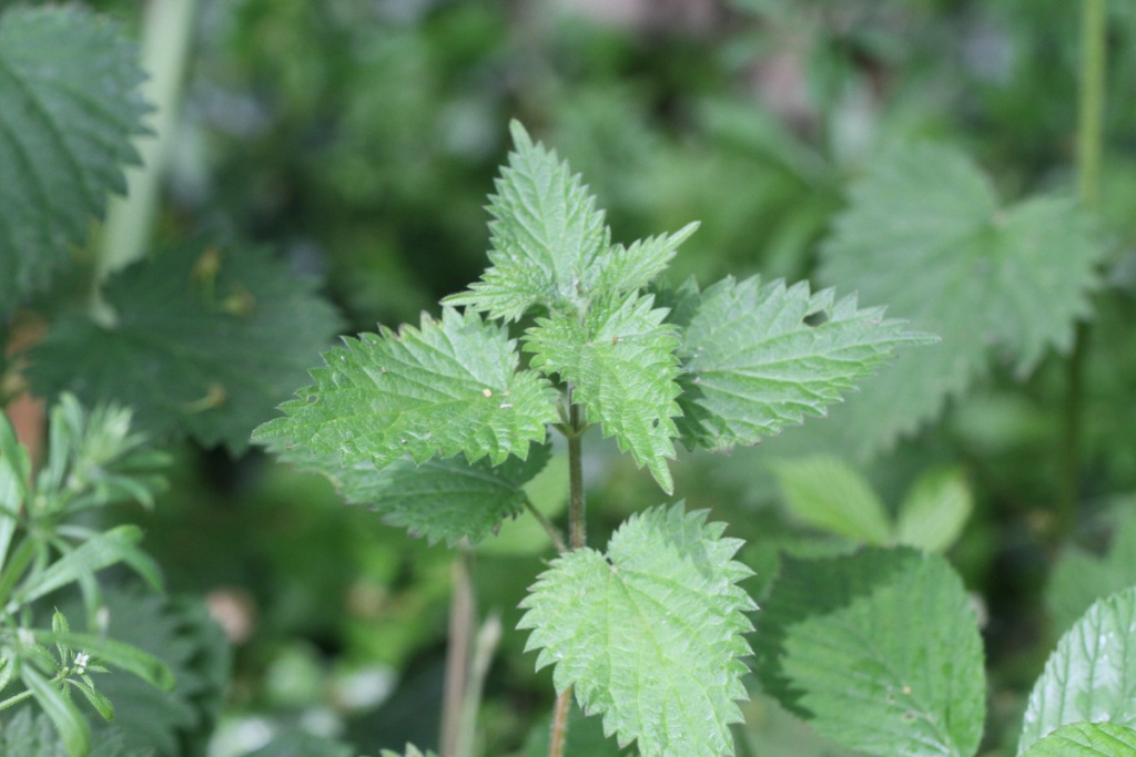 Common Nettle | NatureSpot