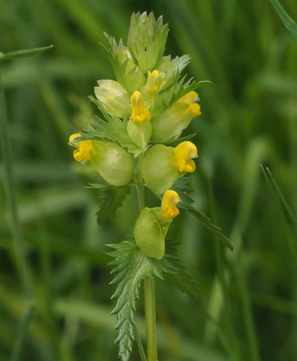 Yellow-rattle | NatureSpot