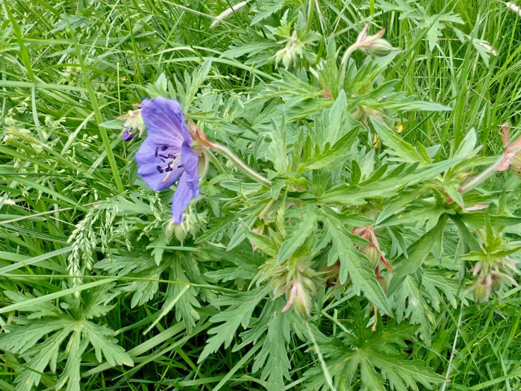 Meadow Crane's-bill | NatureSpot