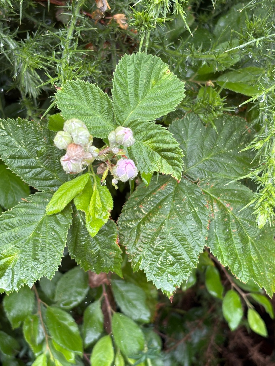 Bramble agg. | NatureSpot