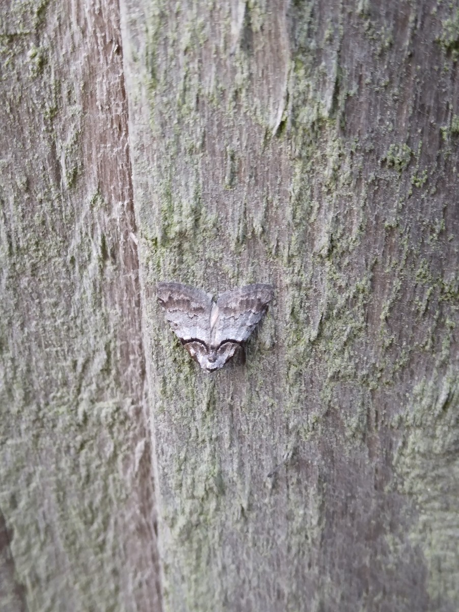 Short-cloaked Moth | NatureSpot