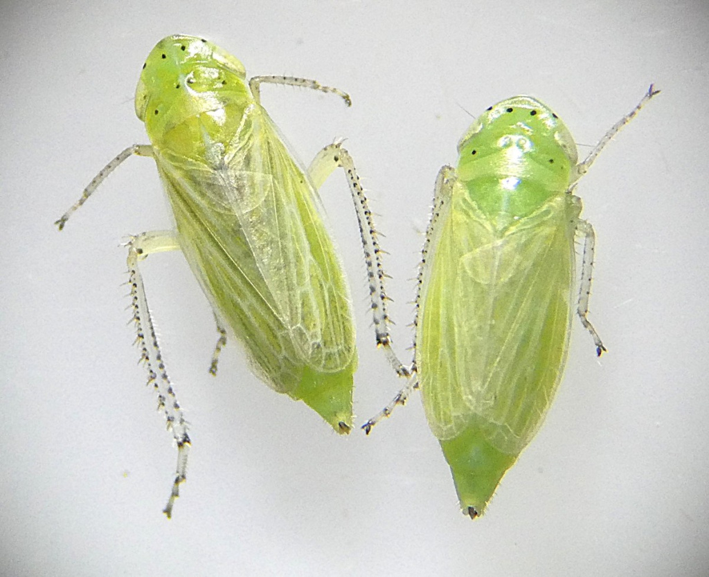 Graphocraerus ventralis | NatureSpot