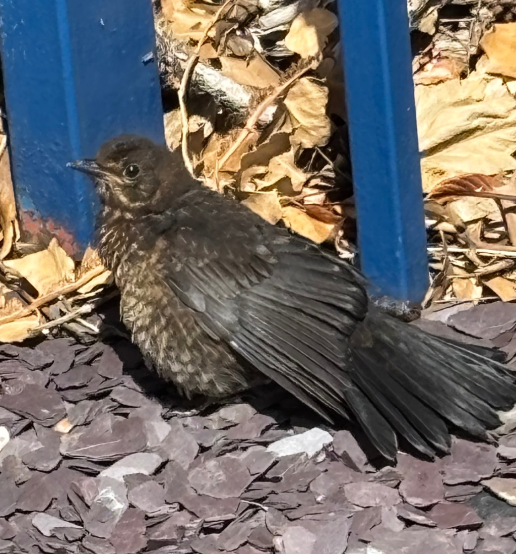 Blackbird | NatureSpot