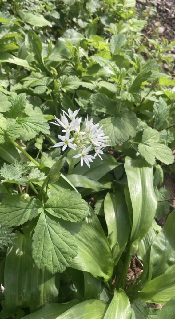 Ramsons | NatureSpot