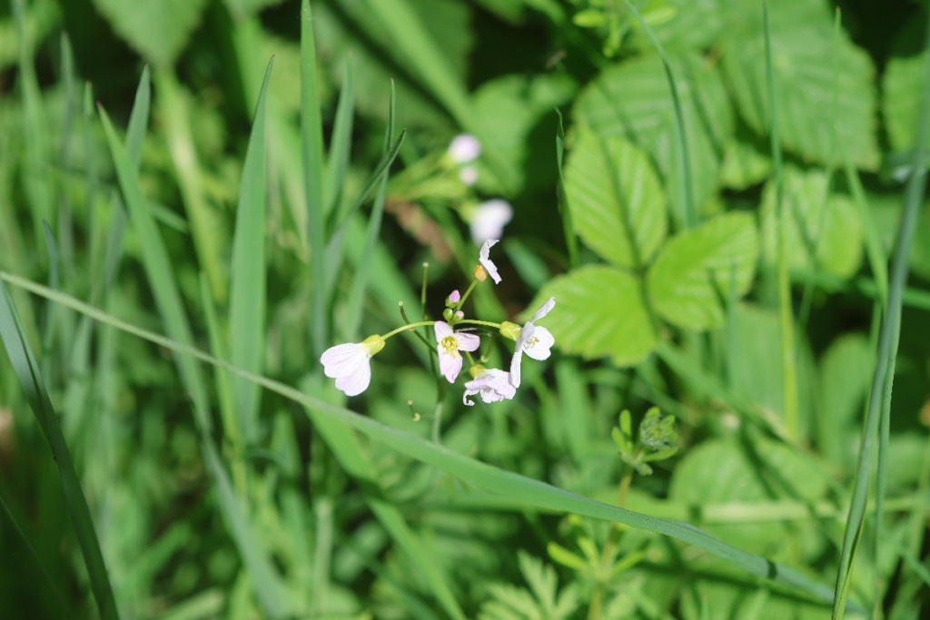 Cuckooflower | NatureSpot