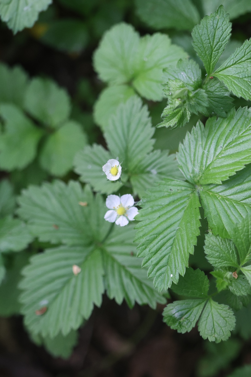 Wild Strawberry | NatureSpot