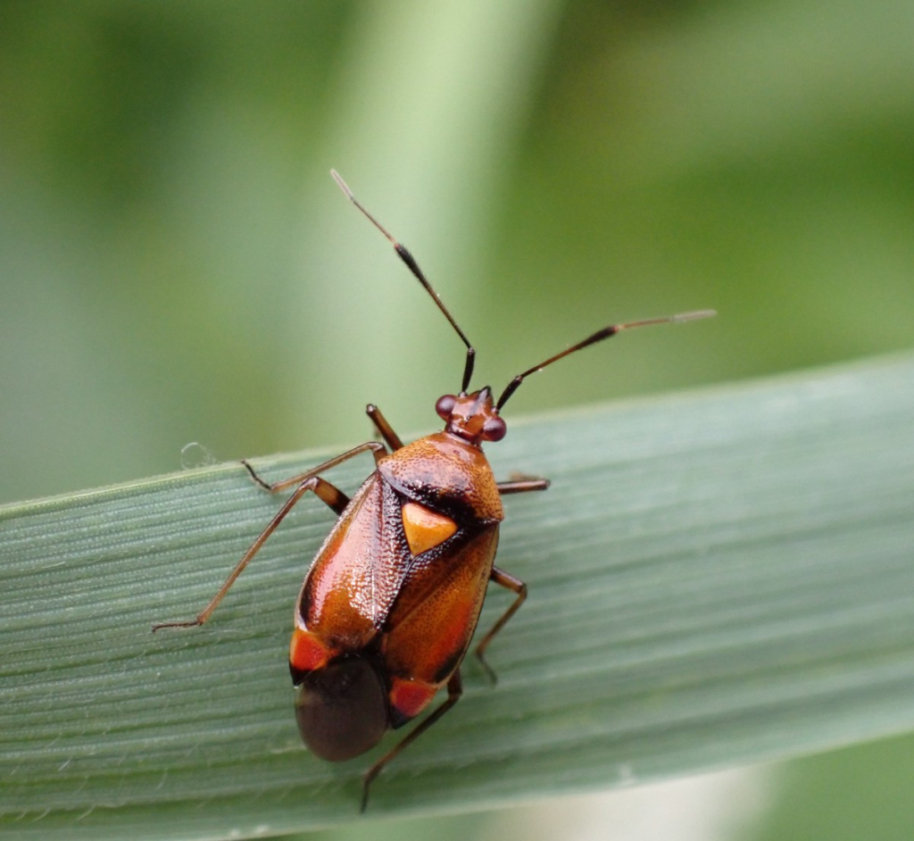 Red Bug | NatureSpot