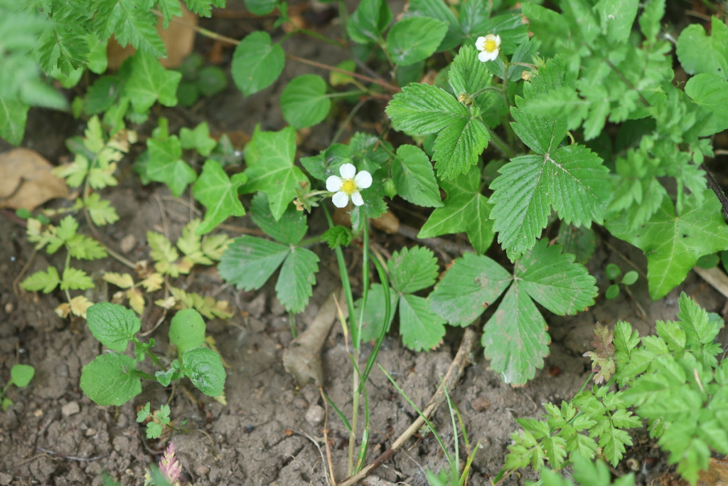 Wild Strawberry | NatureSpot