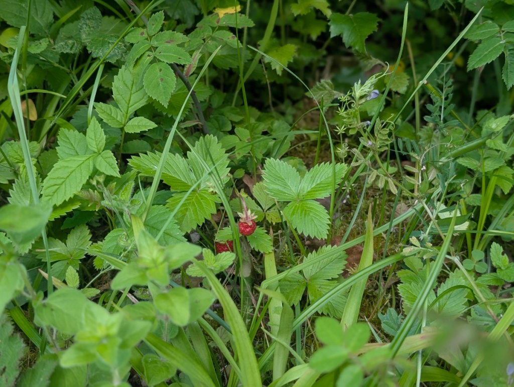 Wild Strawberry | NatureSpot