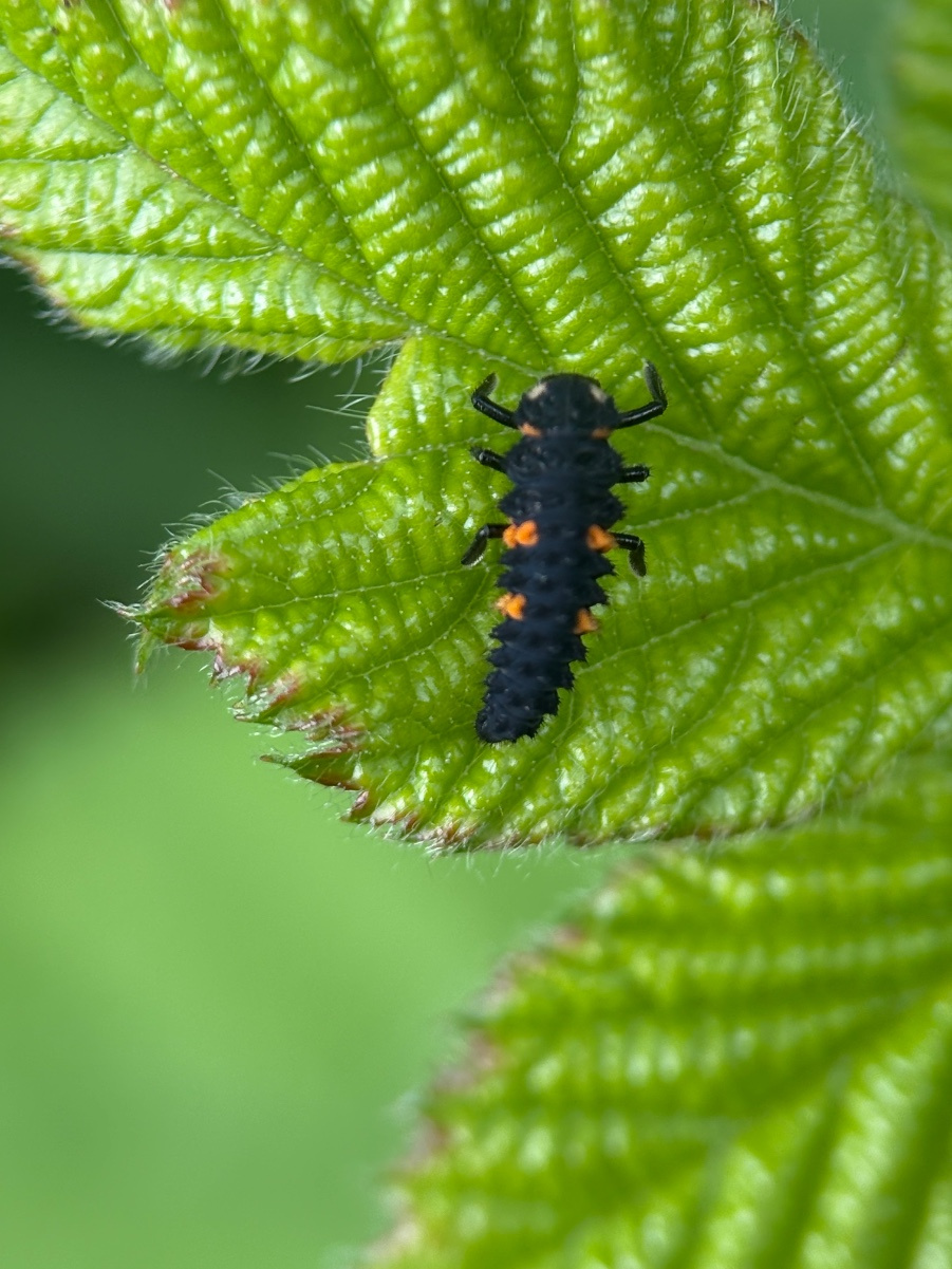 7 Spot Ladybird | NatureSpot