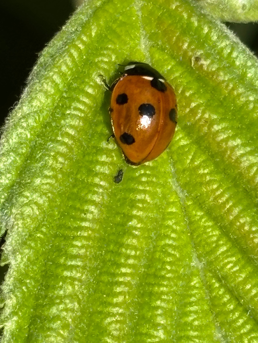 7 Spot Ladybird | NatureSpot