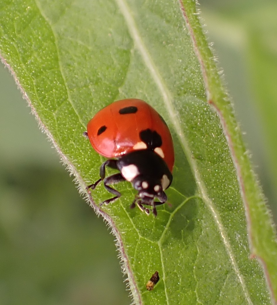 7 Spot Ladybird | NatureSpot