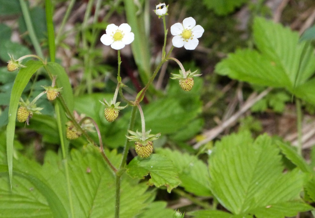 Wild Strawberry | NatureSpot