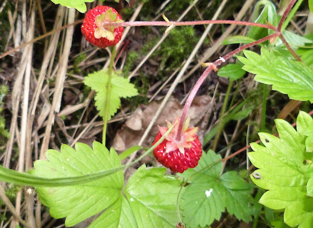 Wild Strawberry | NatureSpot