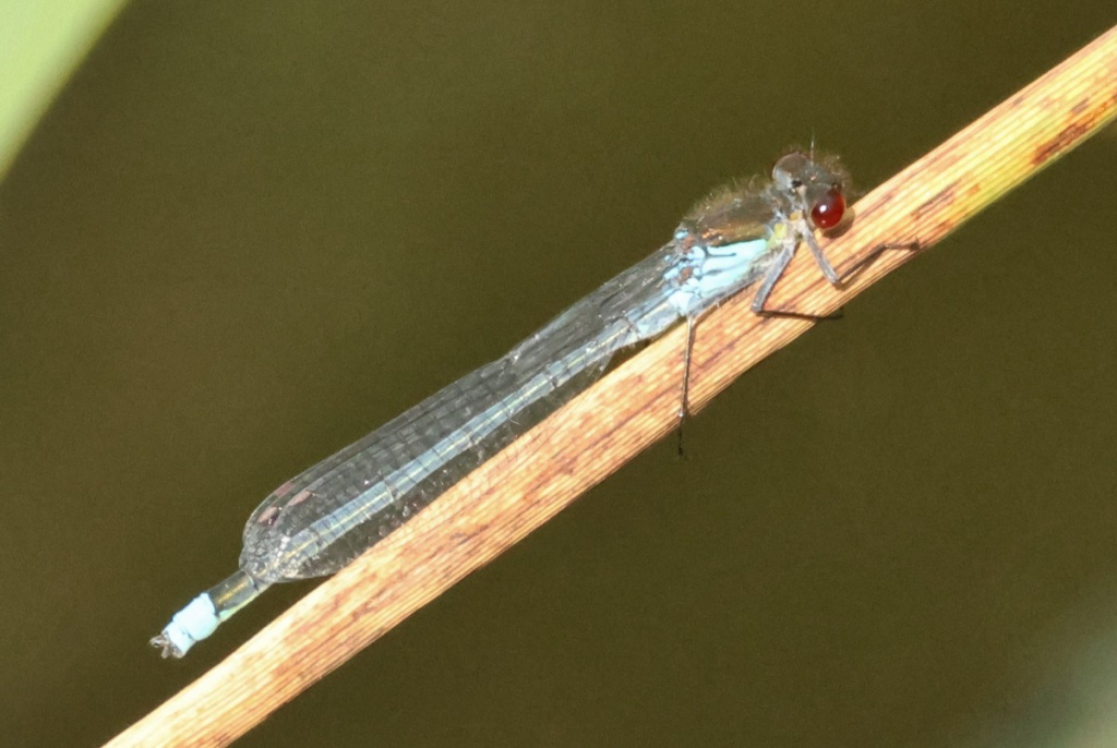 Red-eyed Damselfly | NatureSpot