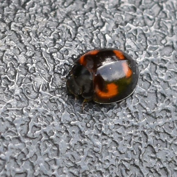 Pine Ladybird | NatureSpot