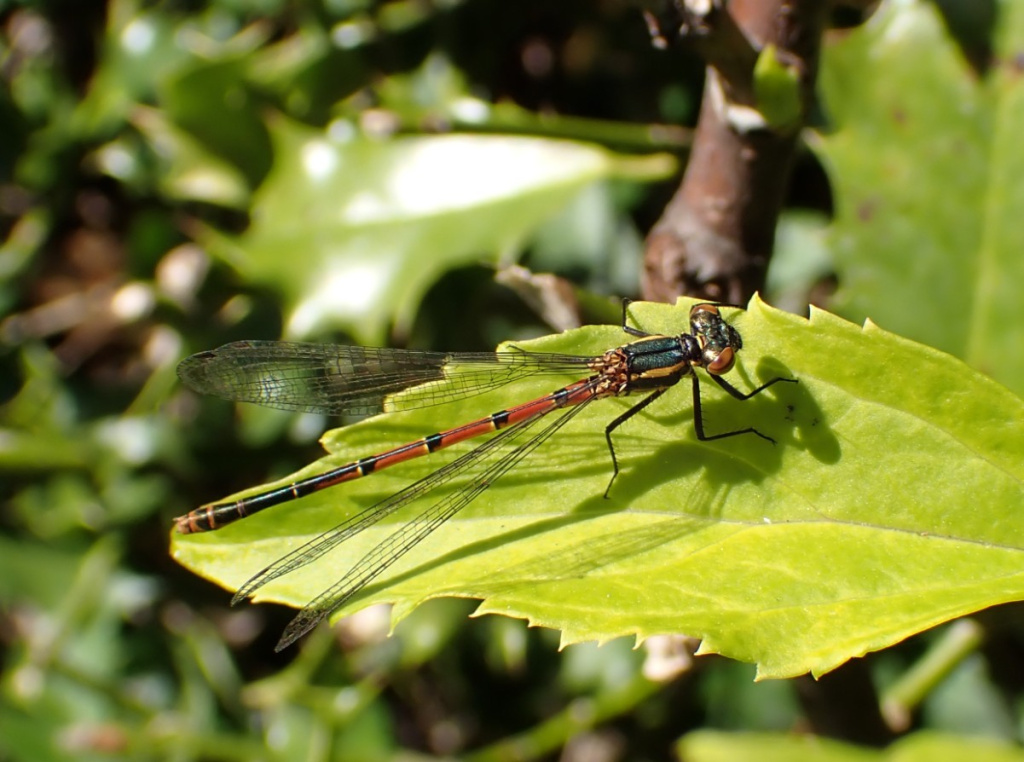 Large Red Damselfly | NatureSpot
