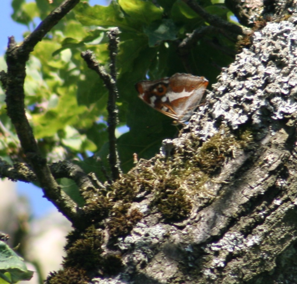 Purple Emperor | NatureSpot