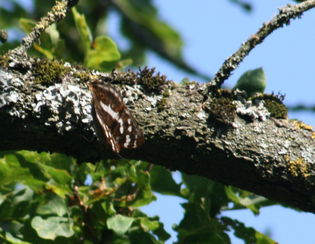 Purple Emperor | NatureSpot