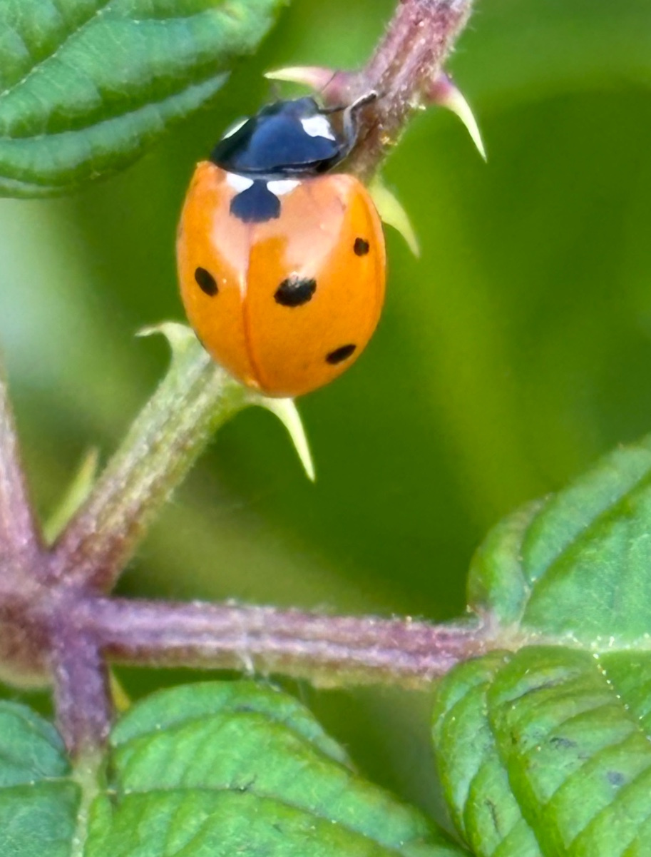 7 Spot Ladybird | NatureSpot