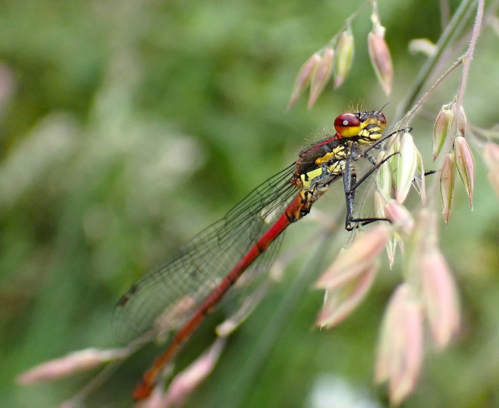 Large Red Damselfly | NatureSpot