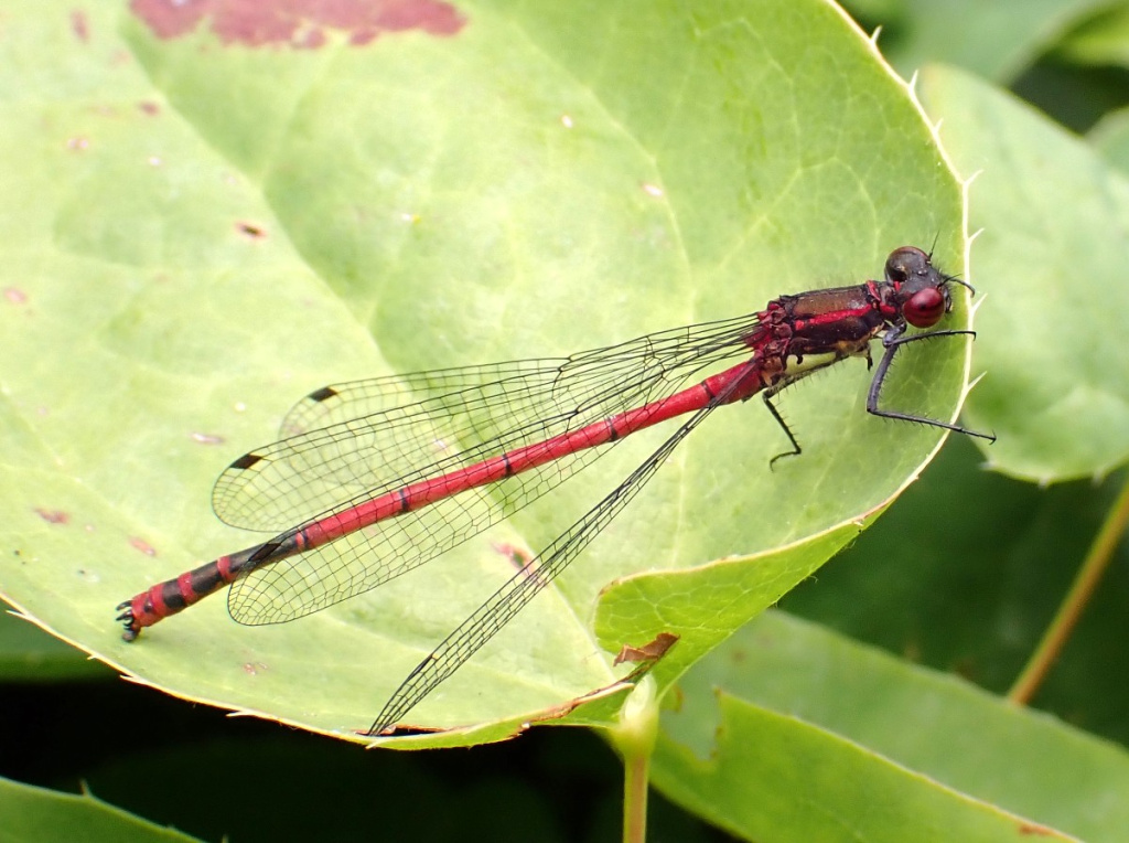 Large Red Damselfly | NatureSpot