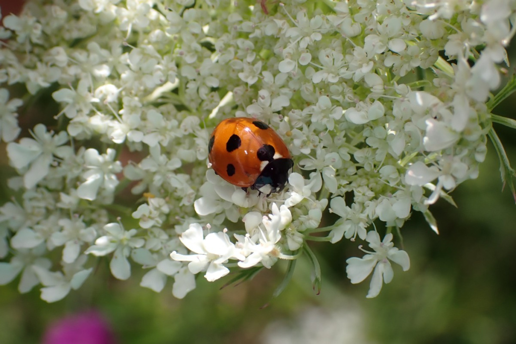 7 Spot Ladybird | NatureSpot