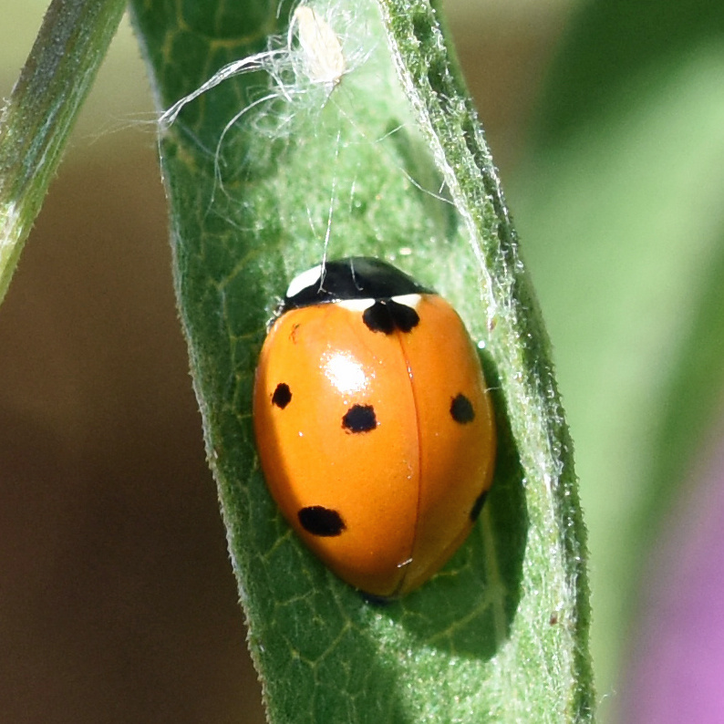 7 Spot Ladybird | NatureSpot