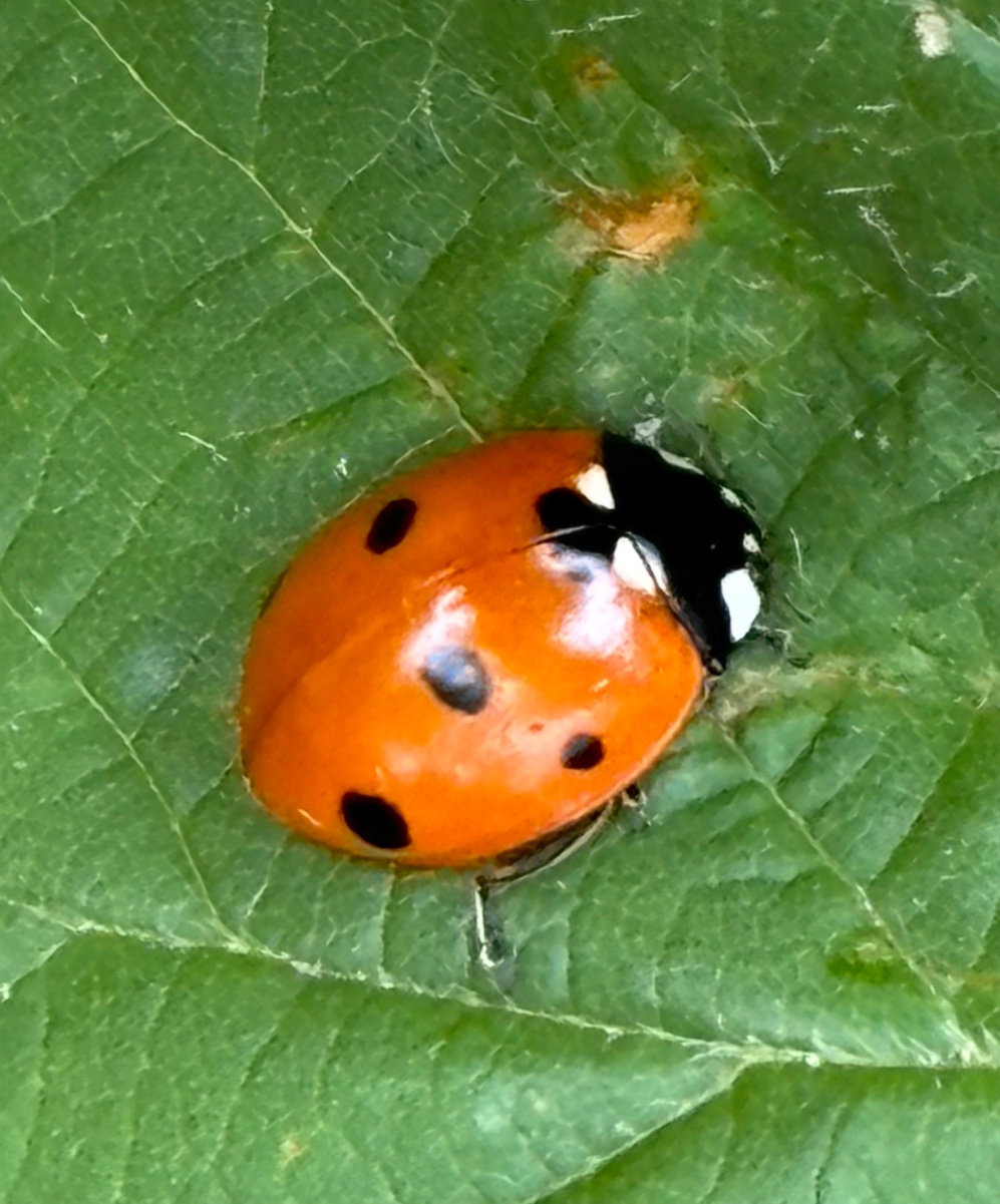 7 Spot Ladybird | NatureSpot