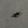 Anthocoris nemorum | Common Flower Bug